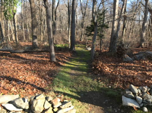 Path into the woods