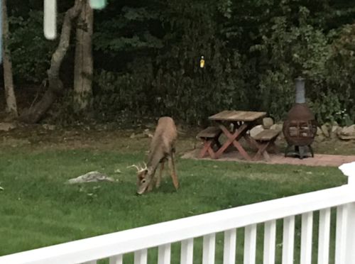 Backyard wild life