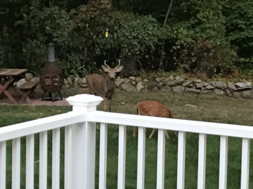 Backyard wild life