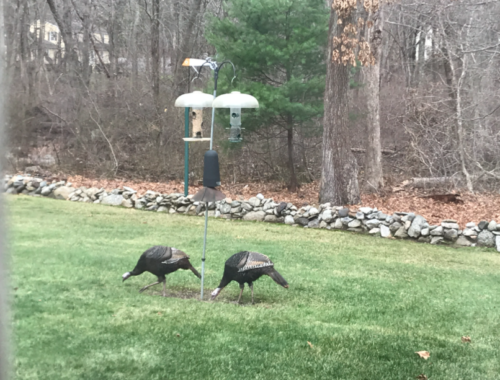 Turkeys