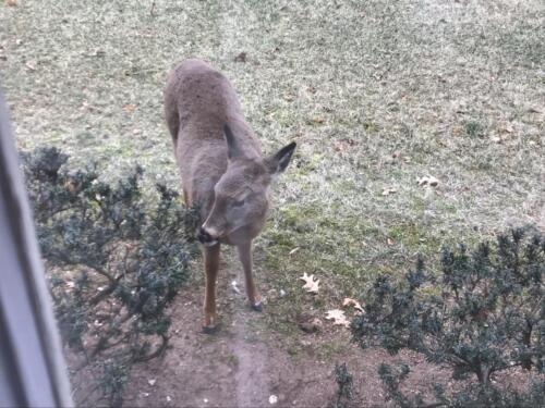 Backyard wild life