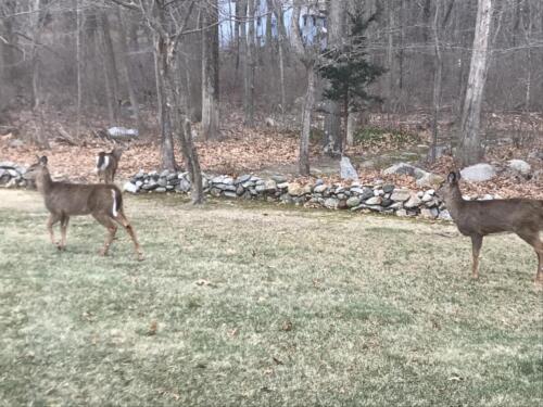 Backyard wild life