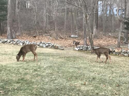 Backyard wild life