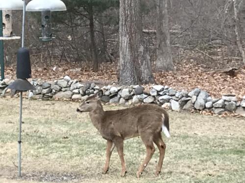 Backyard wild life