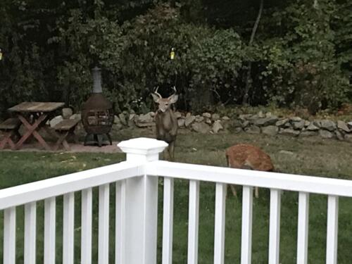 Backyard wild life