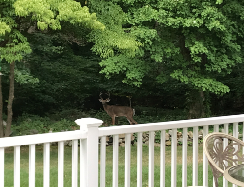 Backyard wild life